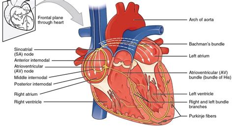 lv wall contraction|Left Ventricle Heart .